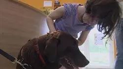 Animaux à adopter : nouvelle famille pour une nouvelle vie S02E00 Animaux a adopter saison 2