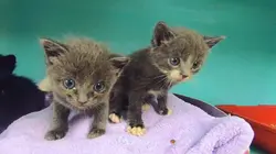 Animaux à adopter : nouvelle famille pour une nouvelle vie