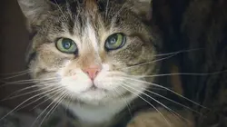 Animaux à adopter : nouvelle famille pour une nouvelle vie Saint-Pierre-du-Mont