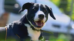 Animaux à adopter : nouvelle famille pour une nouvelle vie