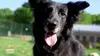 Animaux à adopter
