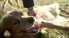 Animaux à adopter