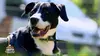 Animaux à adopter