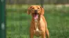 Animaux à adopter