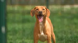 Visuel de Animaux à adopter