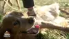 Animaux à adopter