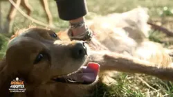 Animaux à adopter : nouvelle famille pour une nouvelle vie