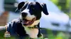 Animaux à adopter