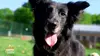 Animaux à adopter