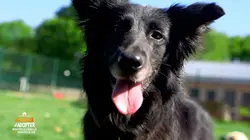 Animaux à adopter : nouvelle famille pour une nouvelle vie
