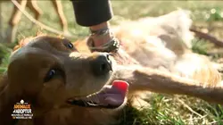 Animaux à adopter : nouvelle famille pour une nouvelle vie