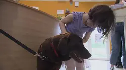 Animaux à adopter : nouvelle famille pour une nouvelle vie