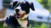 Animaux à adopter
