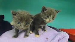 Animaux à adopter : nouvelle famille pour une nouvelle vie