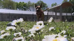 Animaux à adopter : nouvelle famille pour une nouvelle vie