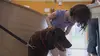 Animaux à adopter : nouvelle famille pour une nouvelle vie