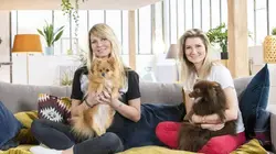 Visuel de Animaux à adopter : nouvelle famille pour une nouvelle vie