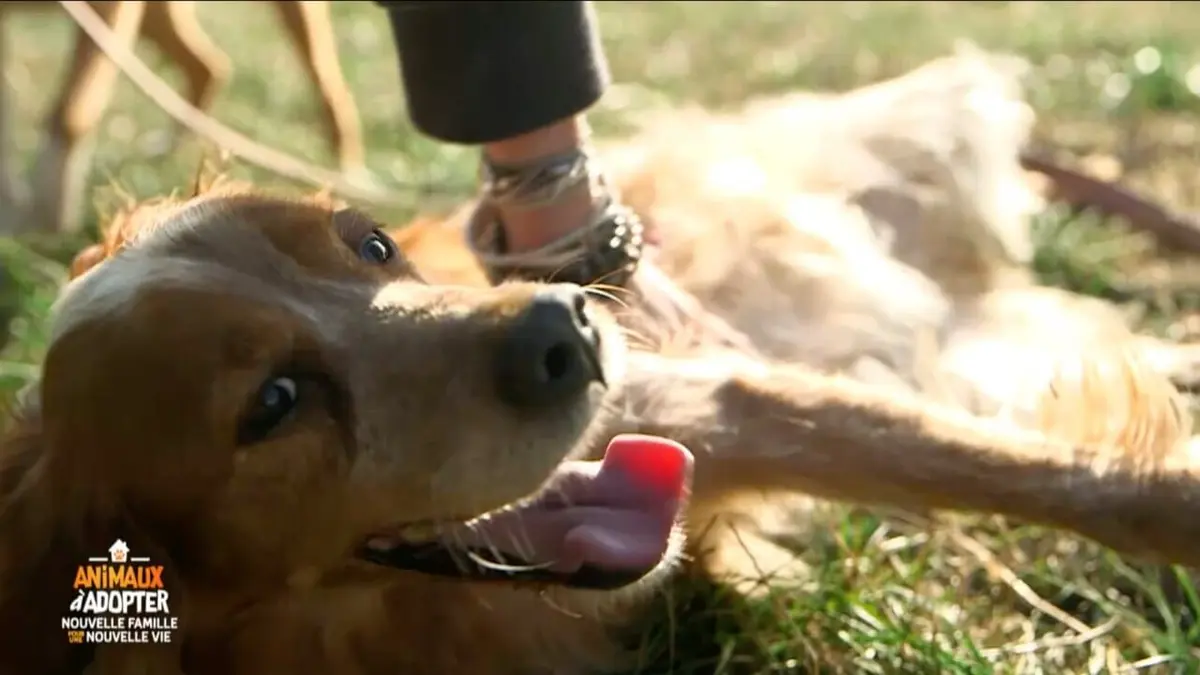 Visuel de Animaux à adopter : nouvelle famille pour une nouvelle vie Saint-Omer