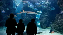 Animaux & Cie : une seconde chance