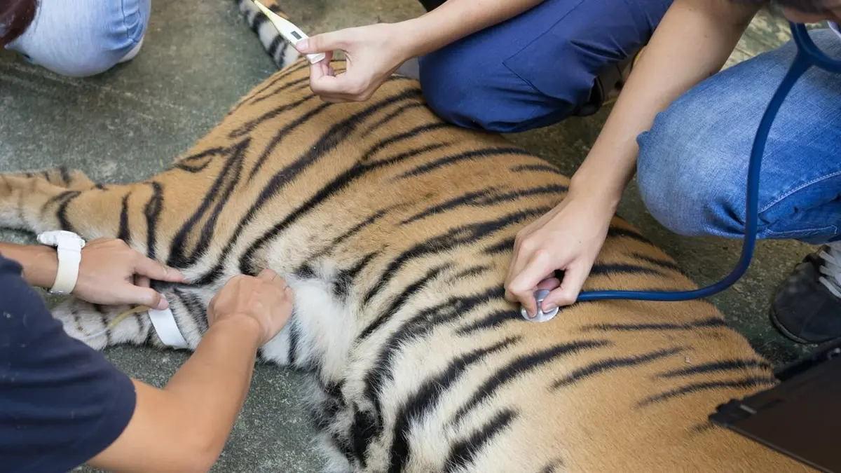 Animaux & Cie : une seconde chance