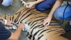 Animaux & Cie : une seconde chance