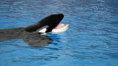 Animaux & Cie : une seconde chance