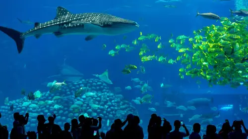 Animaux & Cie : une seconde chance