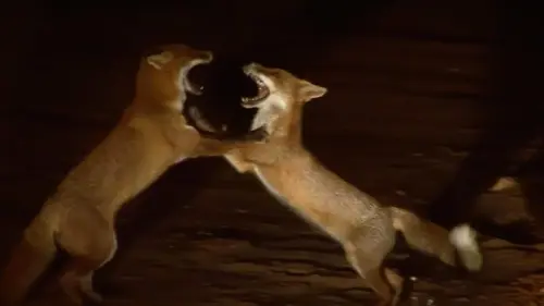 Animaux d'Australie en danger