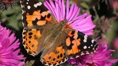 Le papillon Belle-Dame