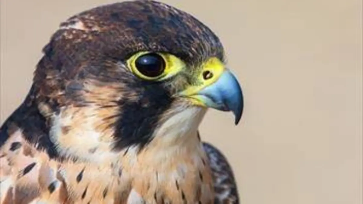 Animaux d'Europe, les migrations secrètes E03 Le faucon d'Eléonore