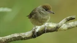 Visuel de Animaux d'Europe, les migrations secrètes