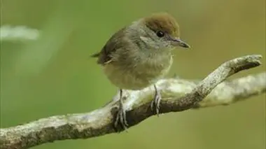 La fauvette à tête noire