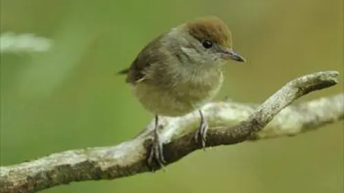 Animaux d'Europe, les migrations secrètes