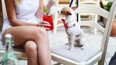 Animaux de compagnie : Le chic à l'anglaise