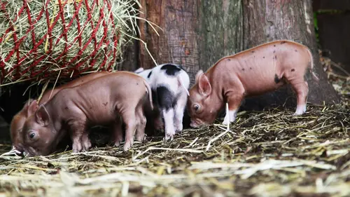 Animaux de compagnie : leur vie secrète Protéger et défendre