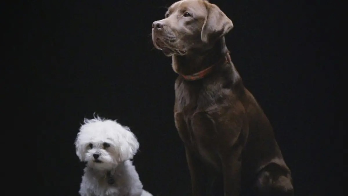 Animaux de compagnie : leur vie secrète La vie commence