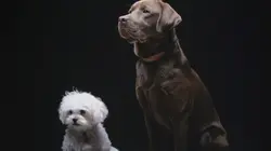 Animaux de compagnie : leur vie secrète La vie commence