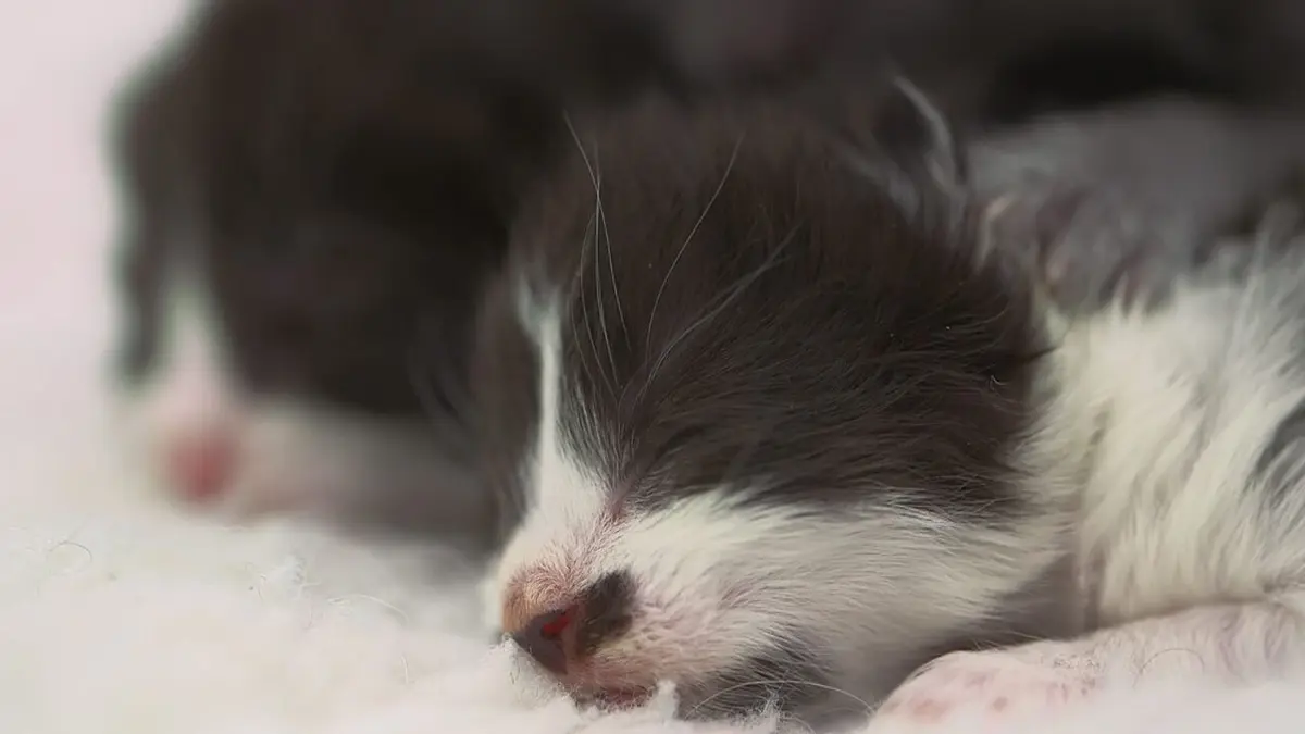 Animaux de compagnie : leur vie secrète