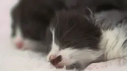 Animaux de compagnie : leur vie secrète