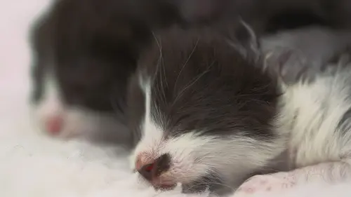 Animaux de compagnie : leur vie secrète