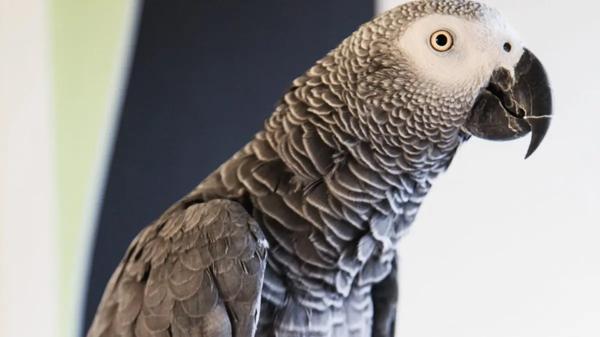 Animaux de compagnie : leur vie secrète En compagnie des autres, deuxième partie