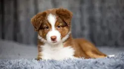 Animaux de compagnie : leur vie secrète Protéger et défendre