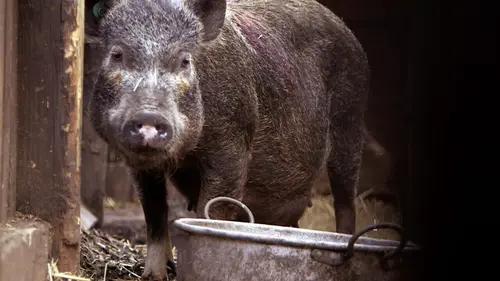 Animaux de compagnie : leur vie secrète Se sentir chez soi