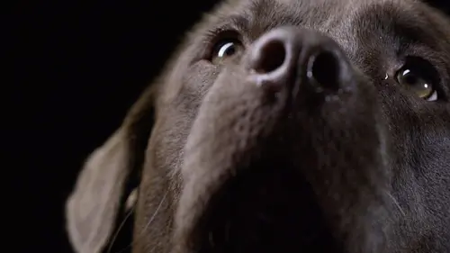 Animaux de compagnie : leur vie secrète S'adapter et apprendre