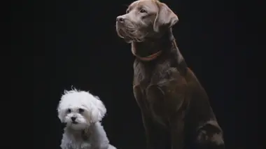 Animaux de compagnie : leur vie secrète L'aube de la vie