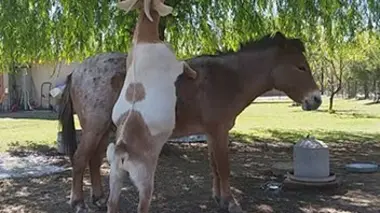 Animaux déchaînés