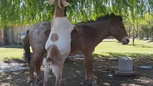 Animaux déchaînés E07