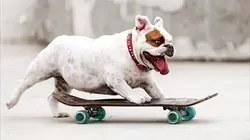 Animaux déchaînés E22