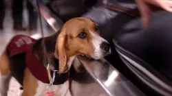 Animaux déchaînés