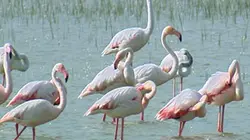 Visuel de Animaux du littoral